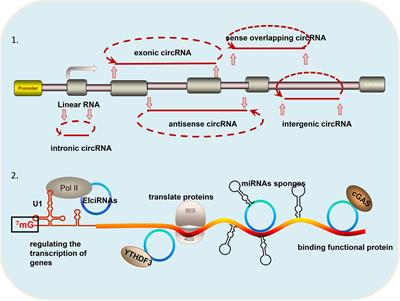 Investigating the Underlying Mechanisms of Circular RNAs and Their Application in Clinical Research of Cervical Cancer